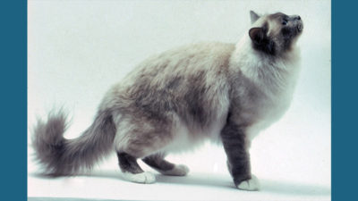 Birman 8