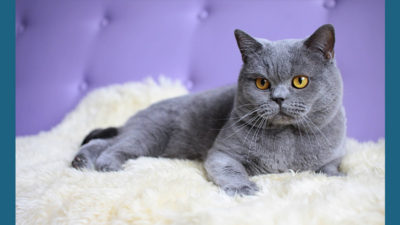 British Shorthair 1