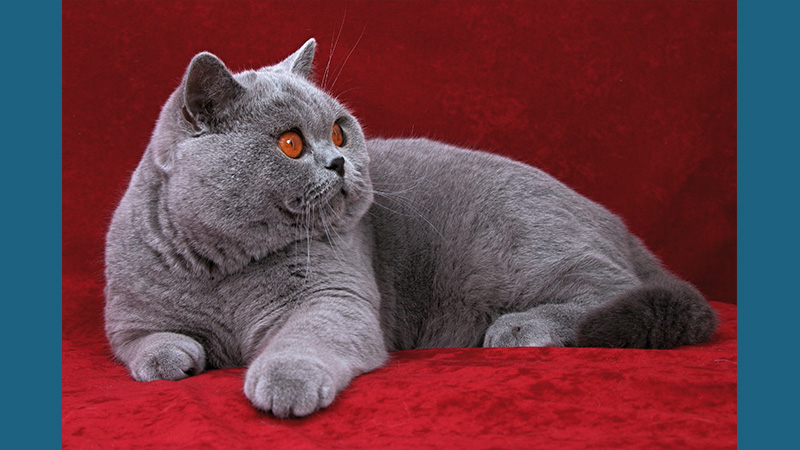 British Shorthair 10