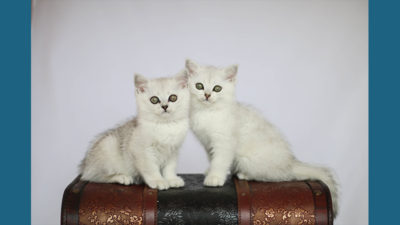 British Shorthair 11