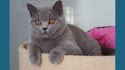 British Shorthair 12