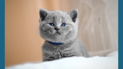 British Shorthair 2