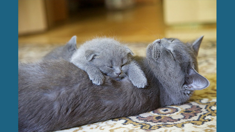 British Shorthair 3