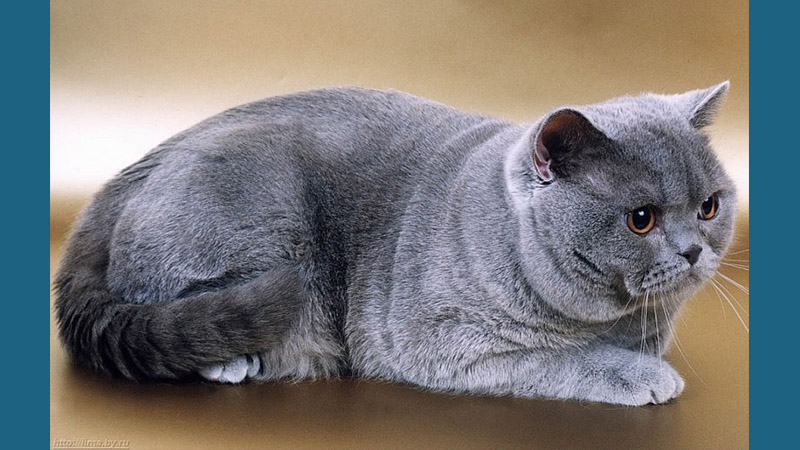 British Shorthair 4