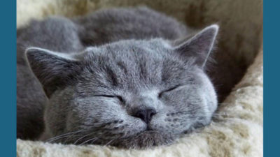 British Shorthair 5