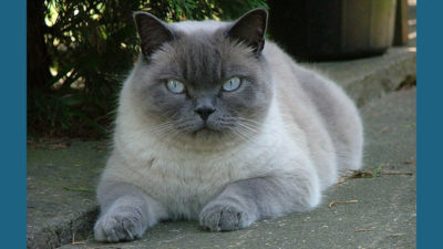 British Shorthair 6