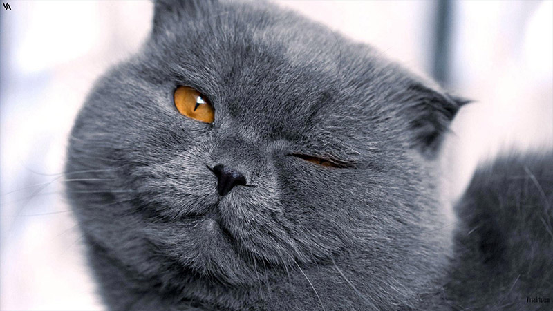 British Shorthair 8