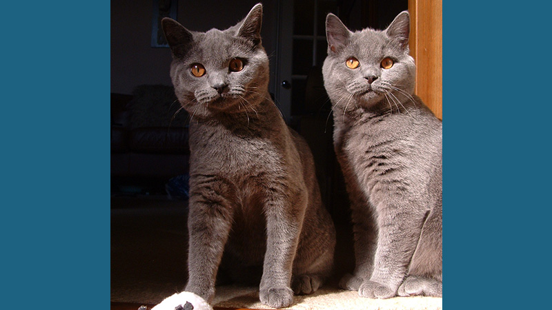 British Shorthair 9