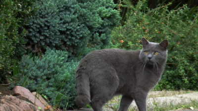 Chartreux 1