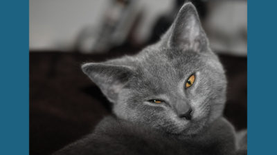 Chartreux 10