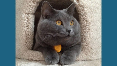 Chartreux 11