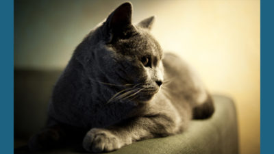 Chartreux 12