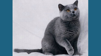 Chartreux 13