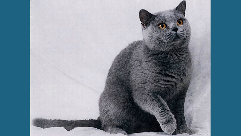 Chartreux 13