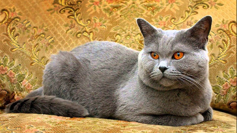 Chartreux 14