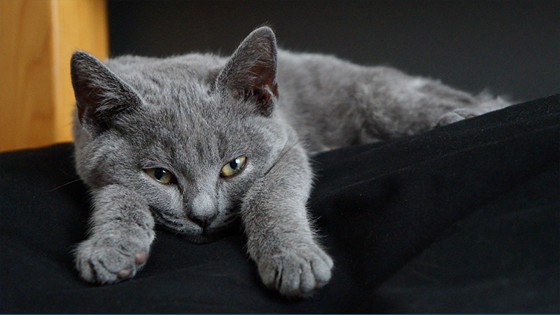 Chartreux 2