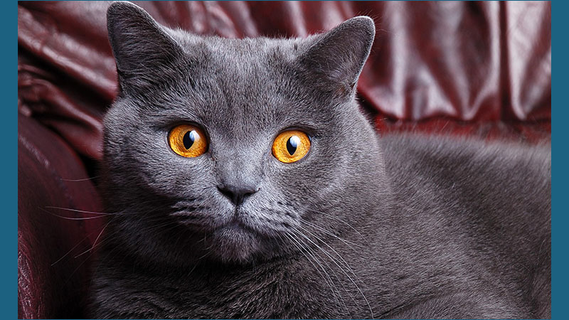 Chartreux 4