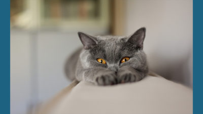 Chartreux 5