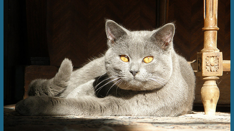 Chartreux 6