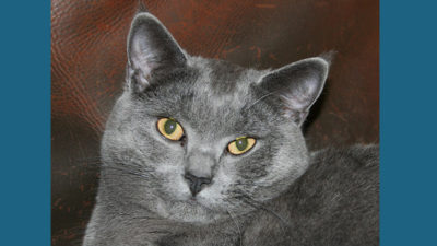 Chartreux 7