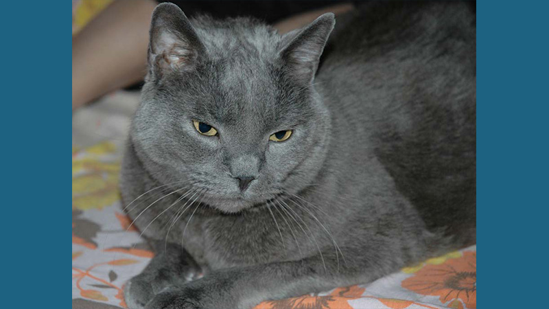 Chartreux 8