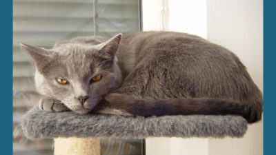 Chartreux 9