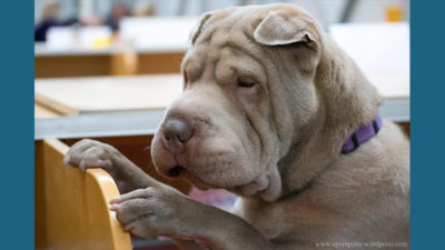 Chinese Shar-Pei 1