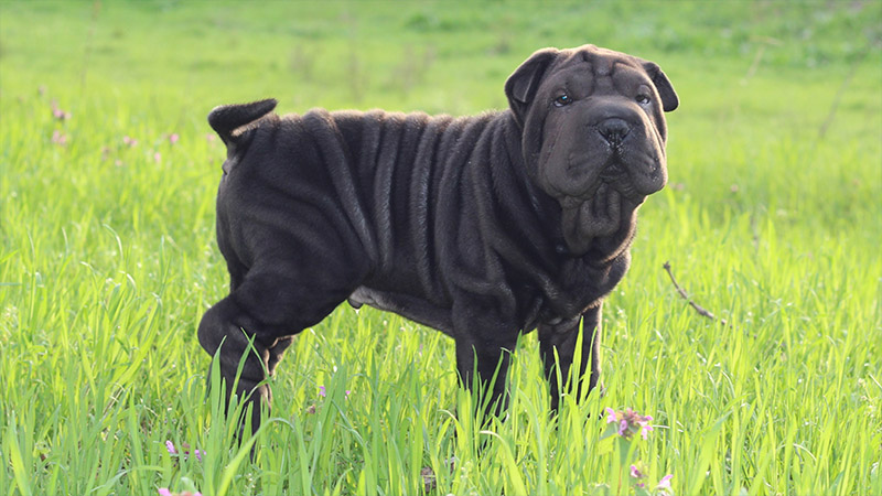 Chinese Shar-Pei 10