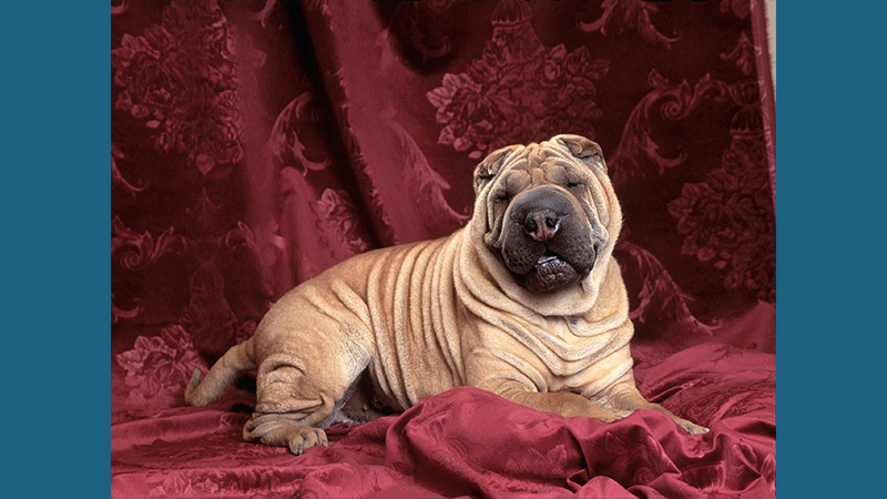 Chinese Shar-Pei 11