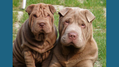 Chinese Shar-Pei 12