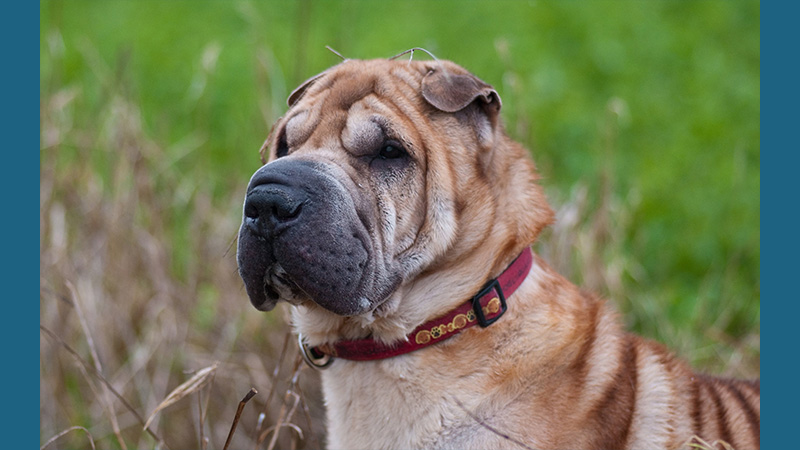 Chinese Shar-Pei 13