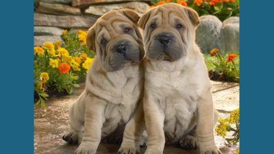 Chinese Shar-Pei 14