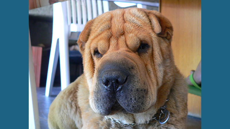 Chinese Shar-Pei 3