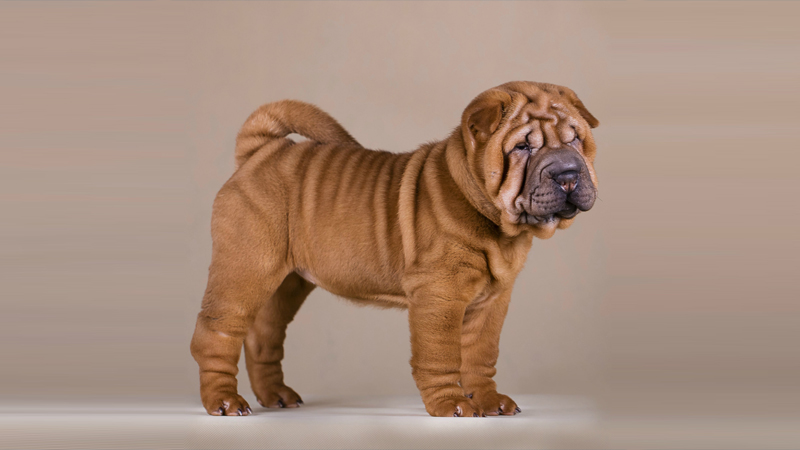 Chinese Shar-Pei 4