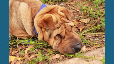 Chinese Shar-Pei 5