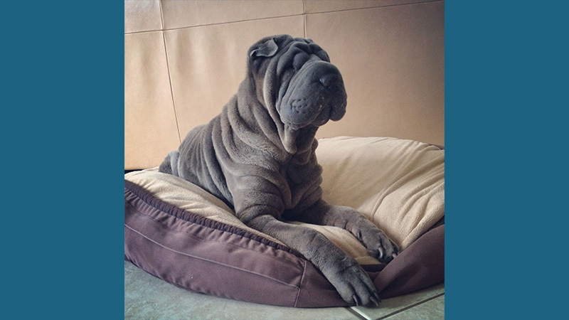 Chinese Shar-Pei 8