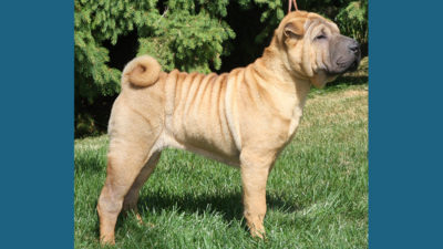 Chinese Shar-Pei 9