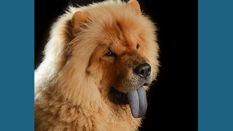 Chow Chow 1