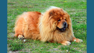 Chow Chow 10