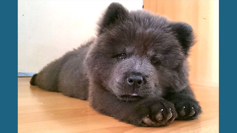 Chow Chow 11