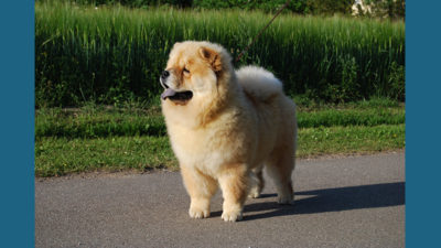 Chow Chow 12