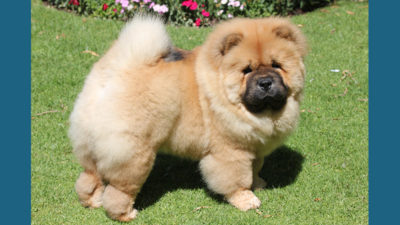 Chow Chow 13