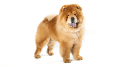 Chow Chow 14