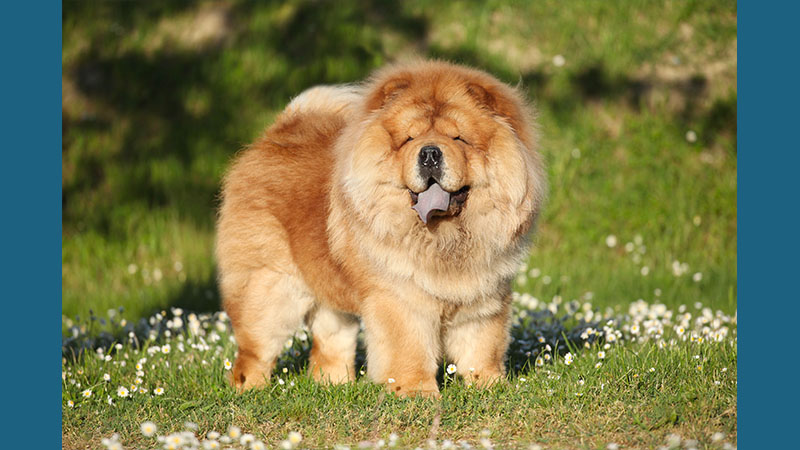 Chow Chow 15