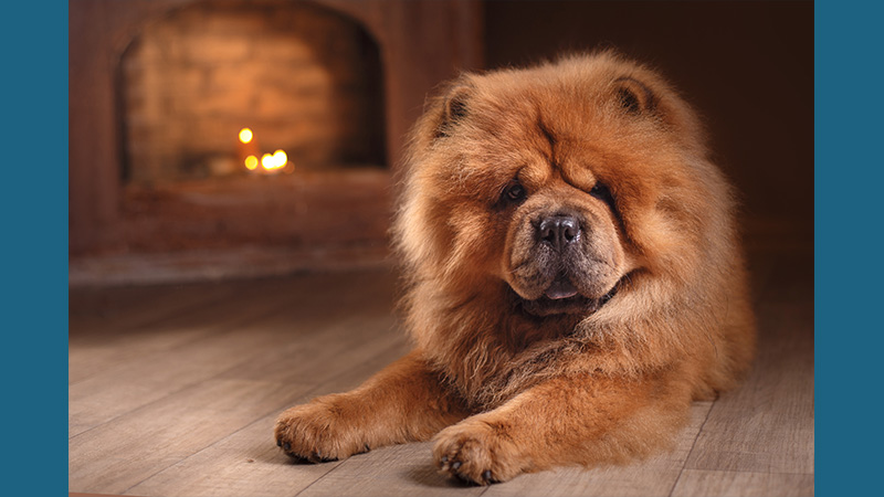 Chow Chow 2