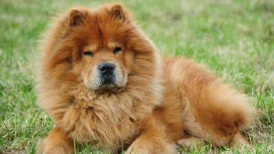 Chow Chow 3