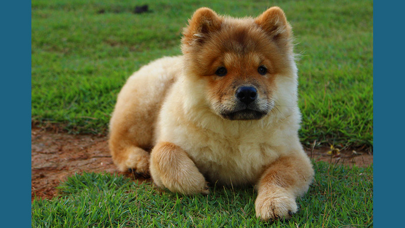 Chow Chow 4