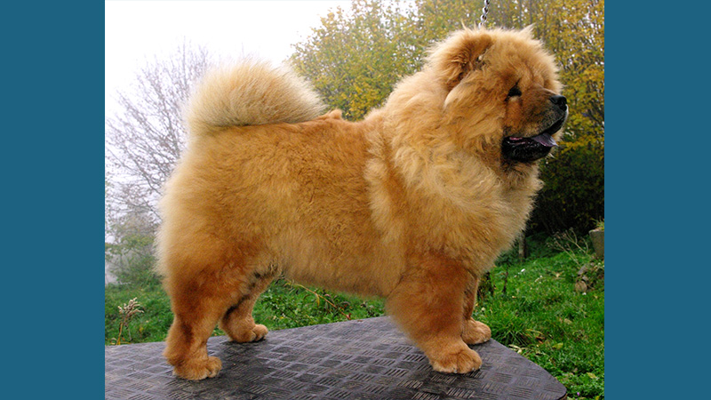 Chow Chow 6