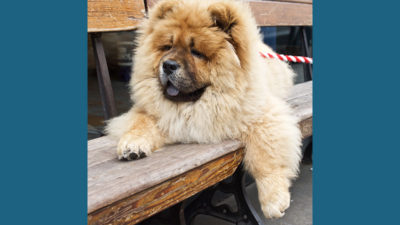 Chow Chow 8