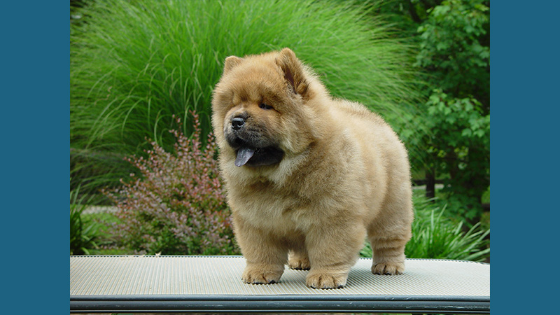 Chow Chow 9